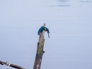 Kingfisher - Zimorodek